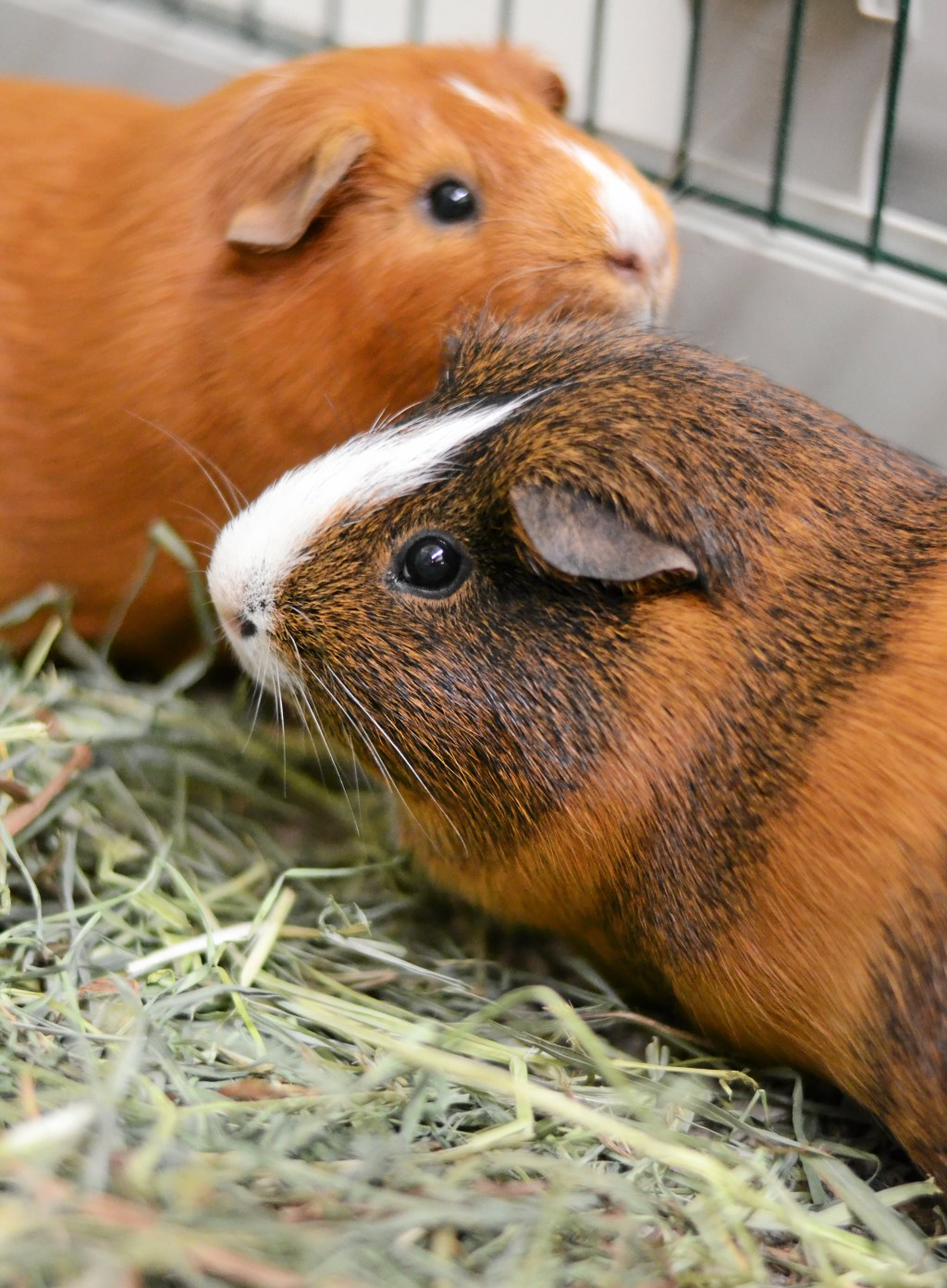 The Wild Life of the Guinea Pig Beyond the Cage