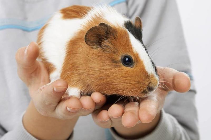 Understanding Guinea Pig Purring A Guide to Their Vocalizations