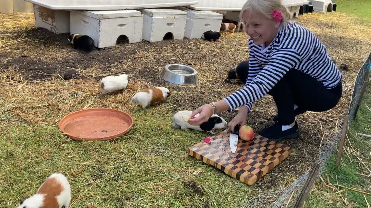 Welcome to the World Caring for Newborn Guinea Pigs