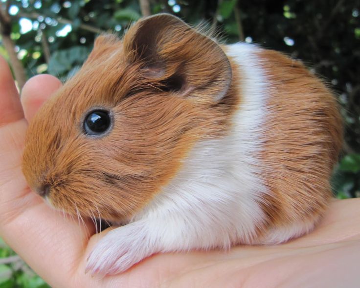 Welcome to the World Caring for Newborn Guinea Pigs